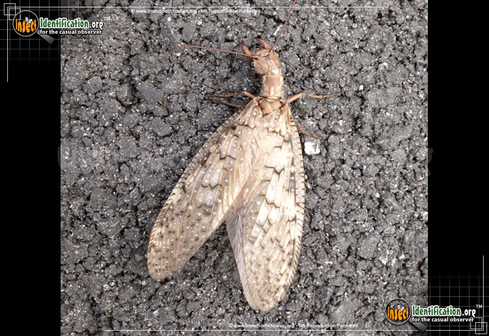 Dobsonfly - photo 4