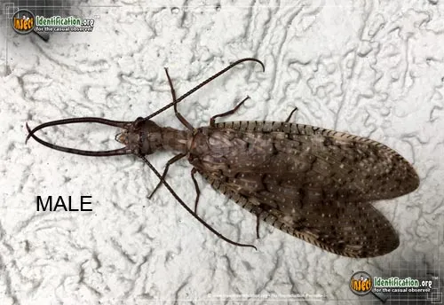 Dobsonfly - photo 5