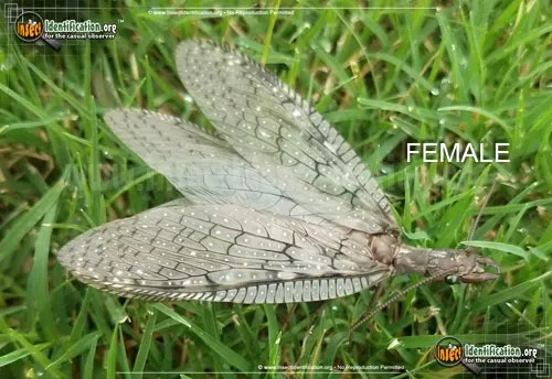 Dobsonfly - photo 6