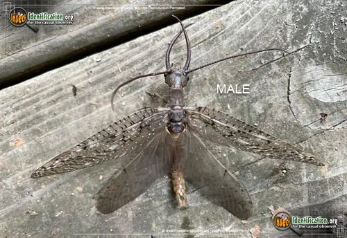 Dobsonfly - photo 7