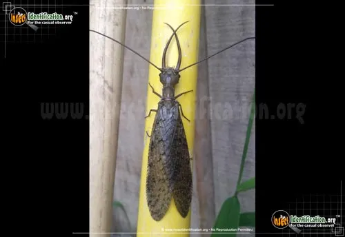 Dobsonfly - photo 8