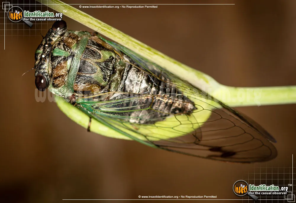 Dog Day Cicada