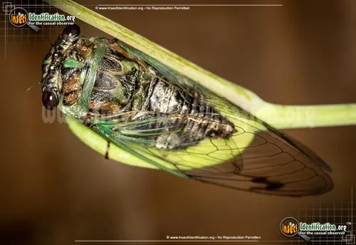 Dog Day Cicada - photo 2