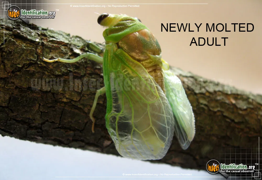 Dog Day Cicada - photo 3