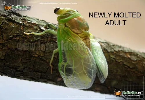 Dog Day Cicada - photo 4