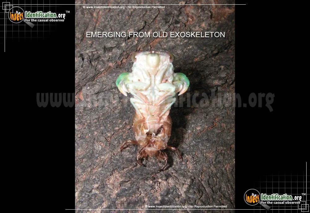 Dog Day Cicada - photo 5