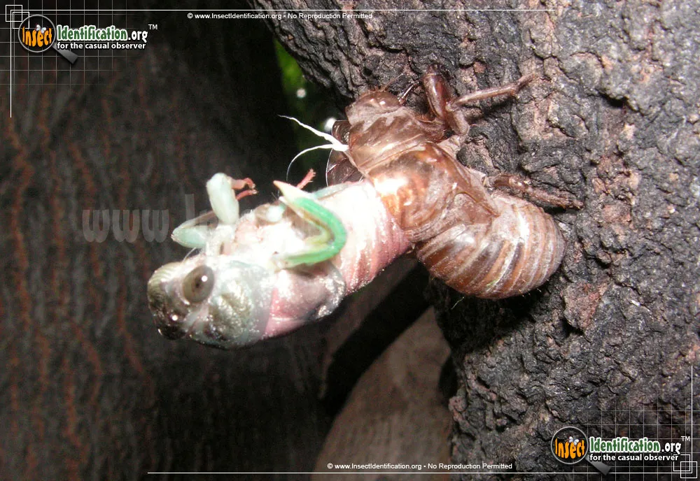 Dog Day Cicada - photo 7