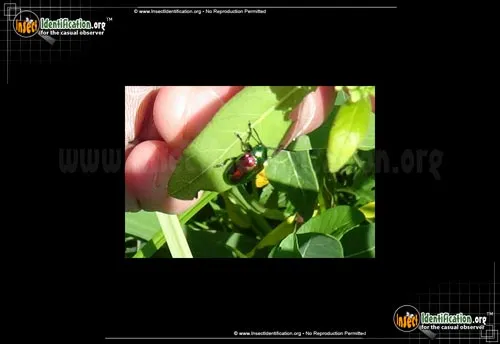 Dogbane Leaf Beetle - photo 4