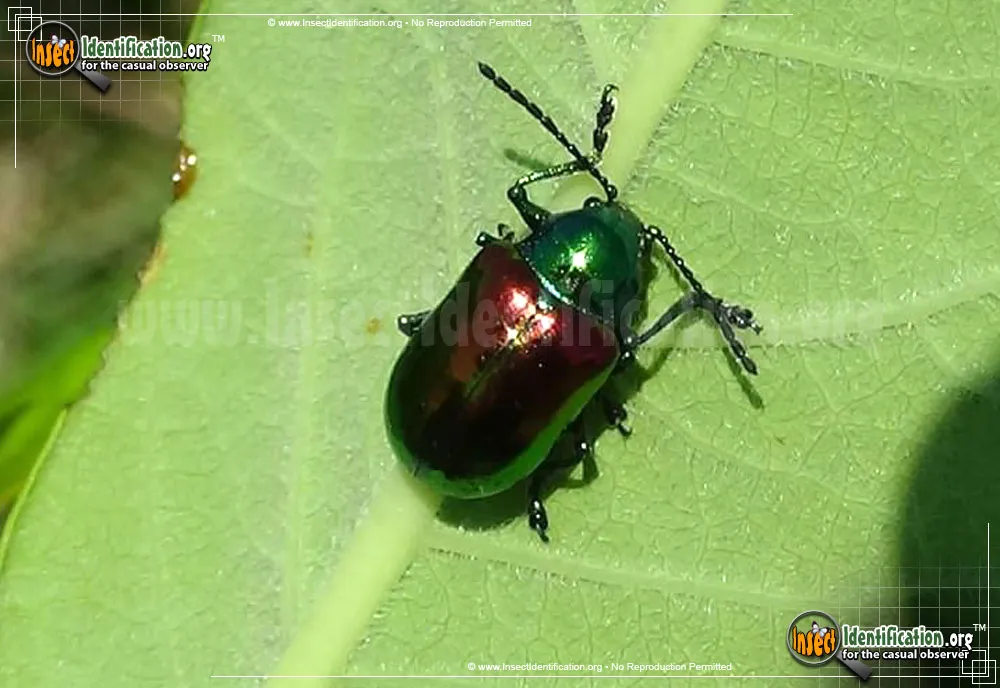 Dogbane Leaf Beetle - photo 5