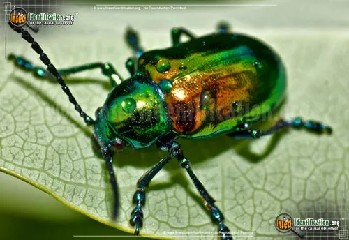 Dogbane Leaf Beetle - photo 6
