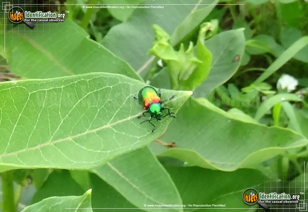 Dogbane Leaf Beetle - photo 7