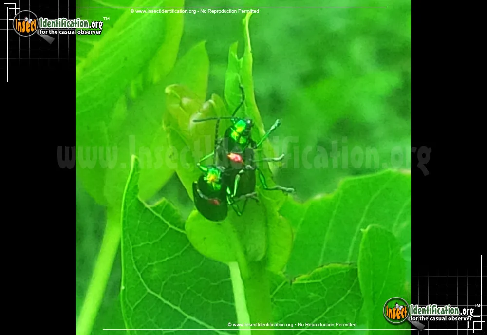 Dogbane Leaf Beetle - photo 8