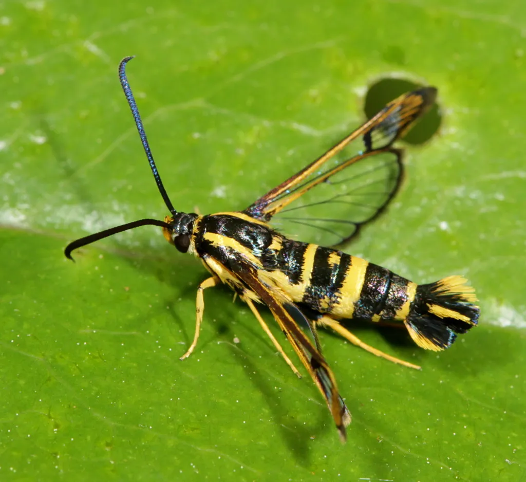 Dogwood Borer - photo 3
