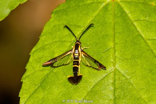 Dogwood Borer - photo 4