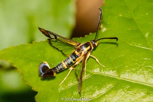 Dogwood Borer - photo 5