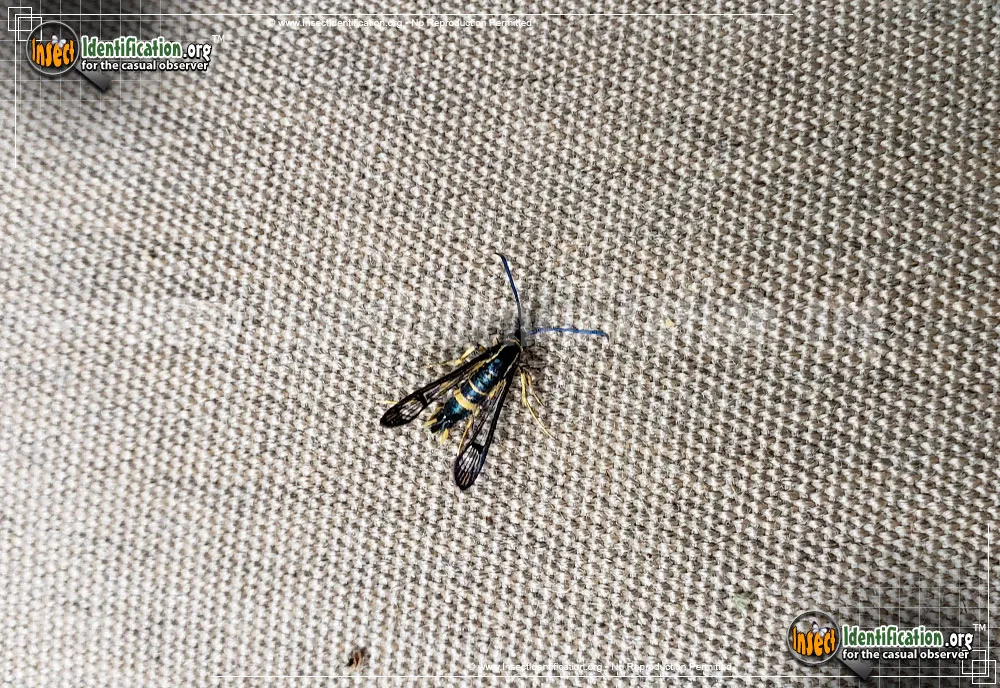 Dogwood Borer - photo 6