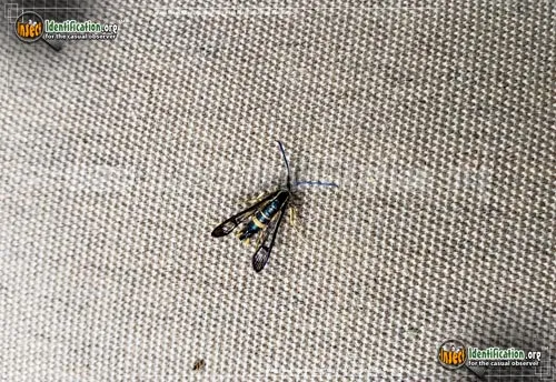 Dogwood Borer - photo 7