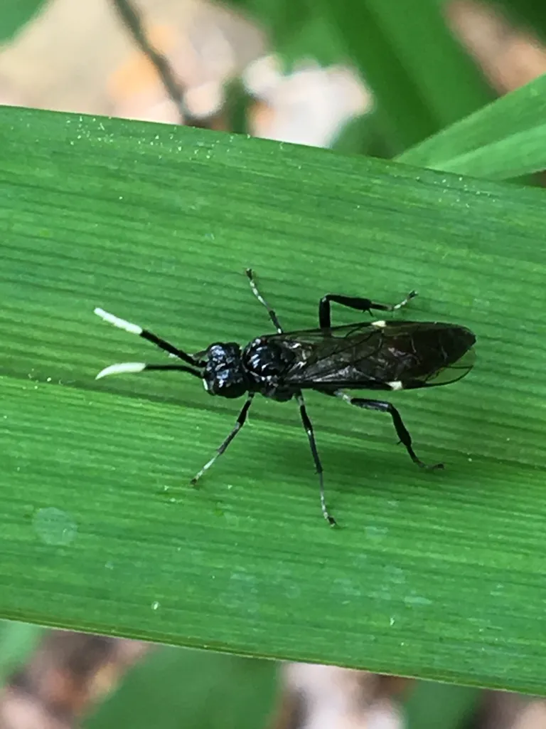 Dogwood Sawfly - photo 2