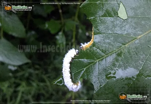 Dogwood Sawfly - photo 5