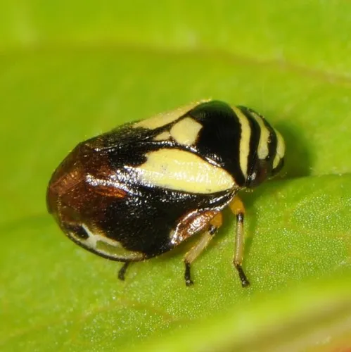 Dogwood Spittlebug