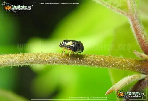 Dogwood Spittlebug - photo 5