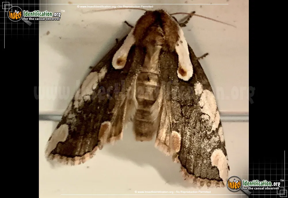 Dogwood Thyatirin Moth