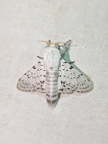 Dot-lined White