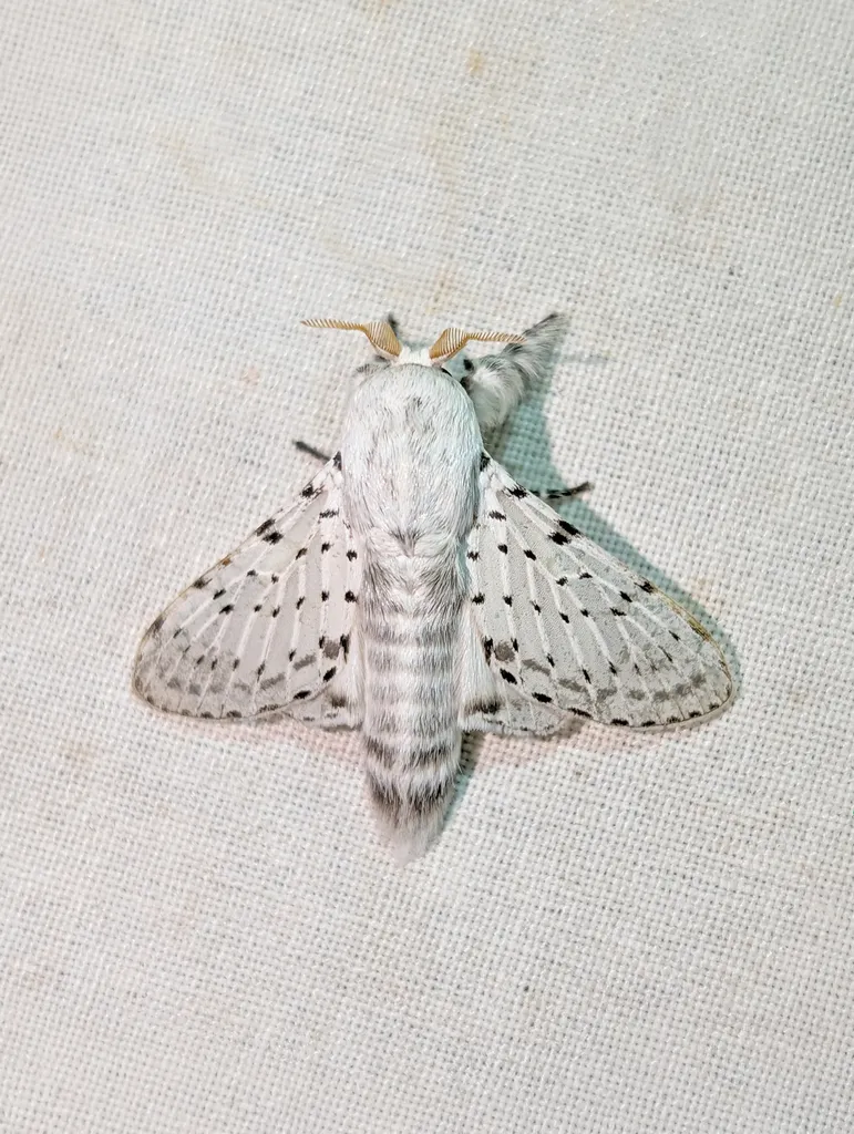 Dot-lined White - photo 2