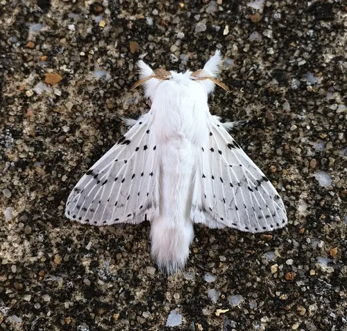 Dot-lined White - photo 3