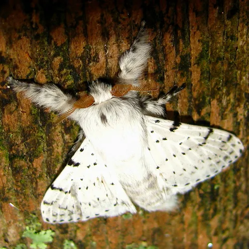 Dot-lined White - photo 6