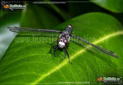 Dot-tailed Whiteface Dragonfly - photo 2