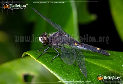 Dot-tailed Whiteface Dragonfly - photo 4