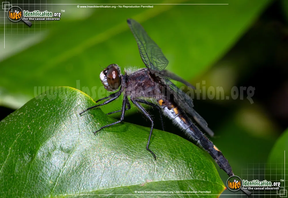 Dot-tailed Whiteface Dragonfly - photo 5