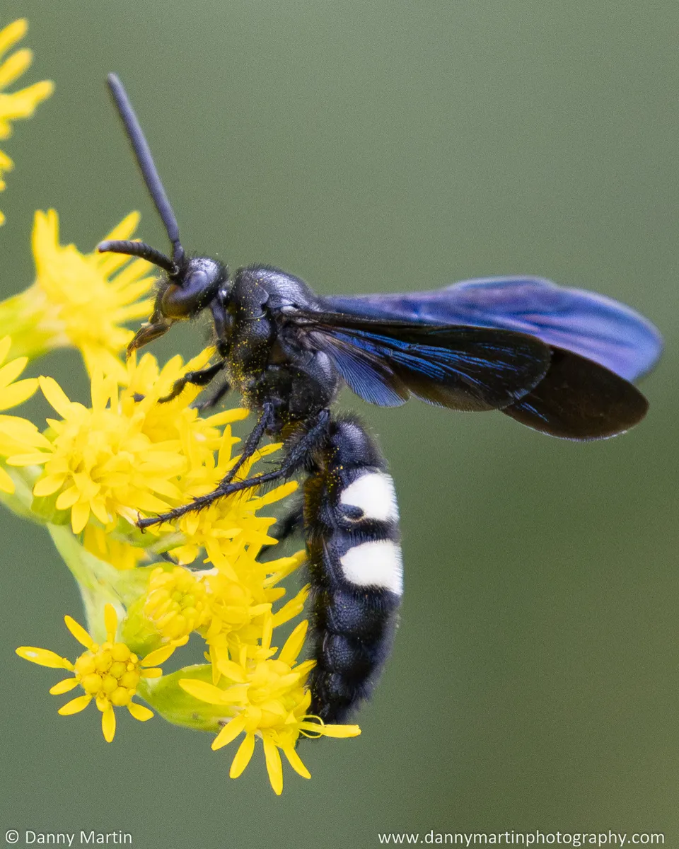 Double-banded Scoliid Wasp - photo 2