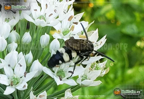 Double-banded Scoliid Wasp - photo 3