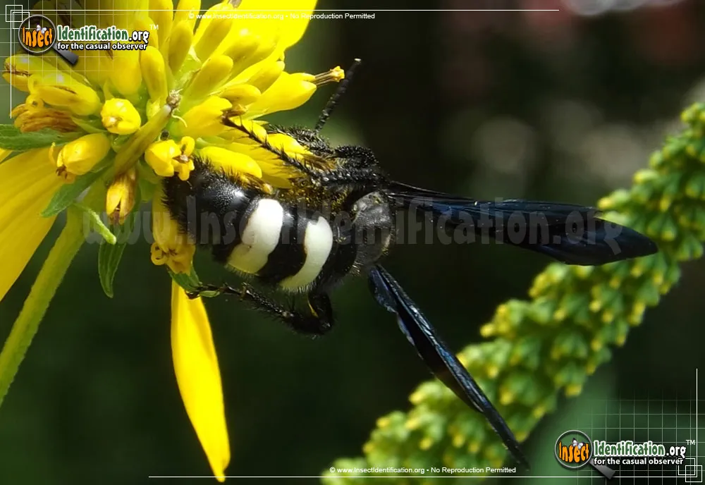 Double-banded Scoliid Wasp - photo 4