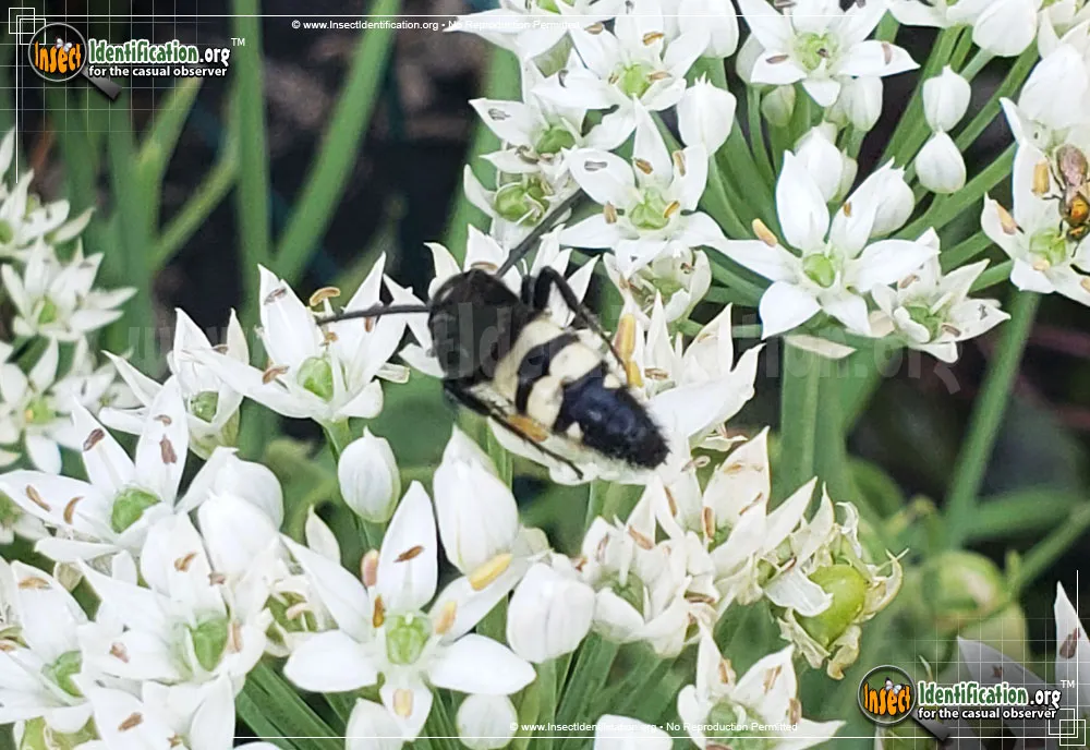 Double-banded Scoliid Wasp - photo 5
