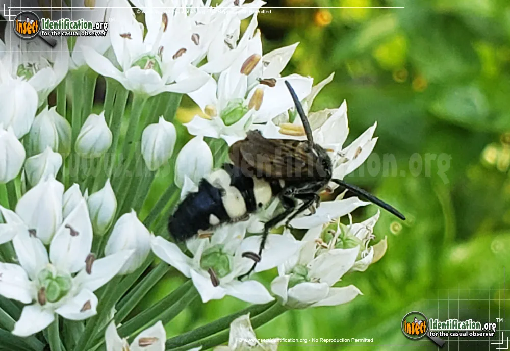 Double-banded Scoliid Wasp - photo 6