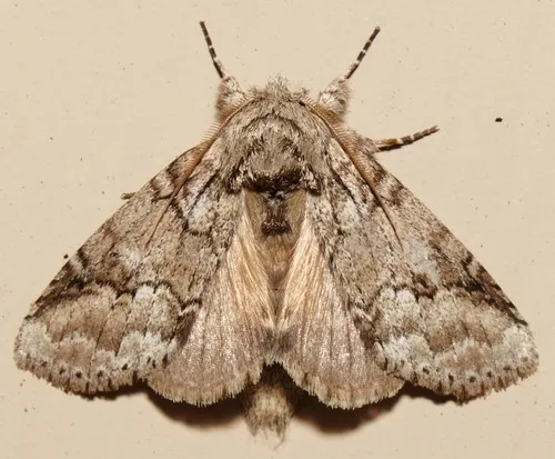 Double-lined Prominent