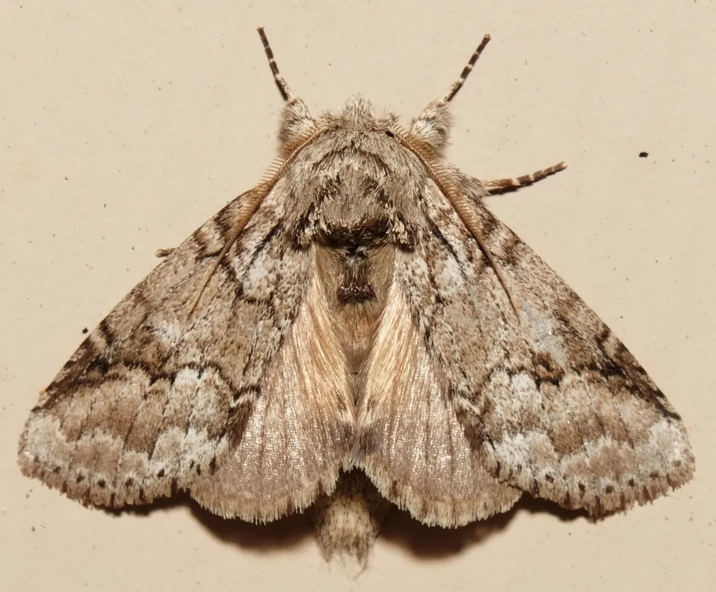 Double-lined Prominent - photo 2