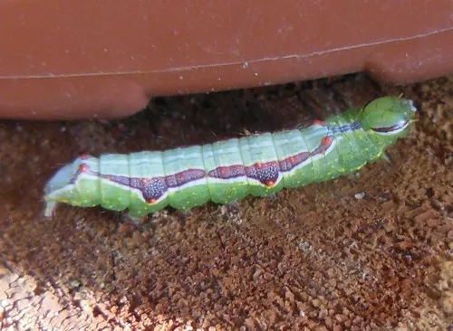 Double-lined Prominent - photo 3