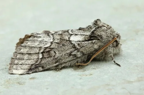 Double-lined Prominent - photo 4