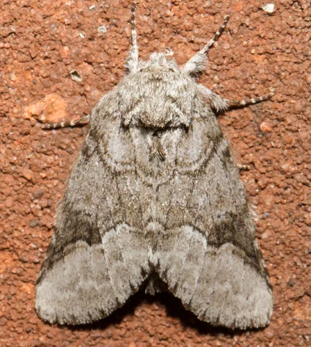 Double-lined Prominent - photo 5