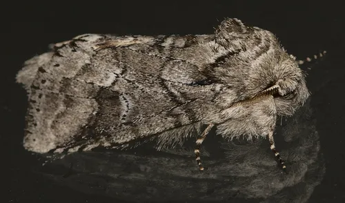 Double-lined Prominent - photo 6