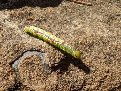 Double-lined Prominent - photo 7