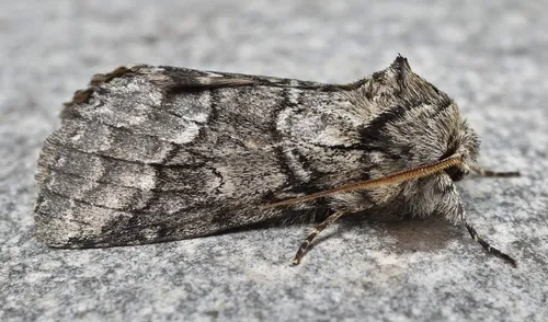 Double-lined Prominent - photo 8