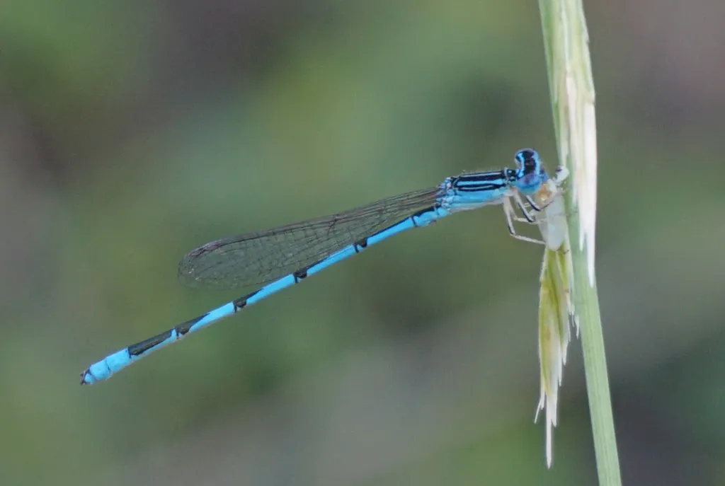 Double-striped Bluet - photo 2