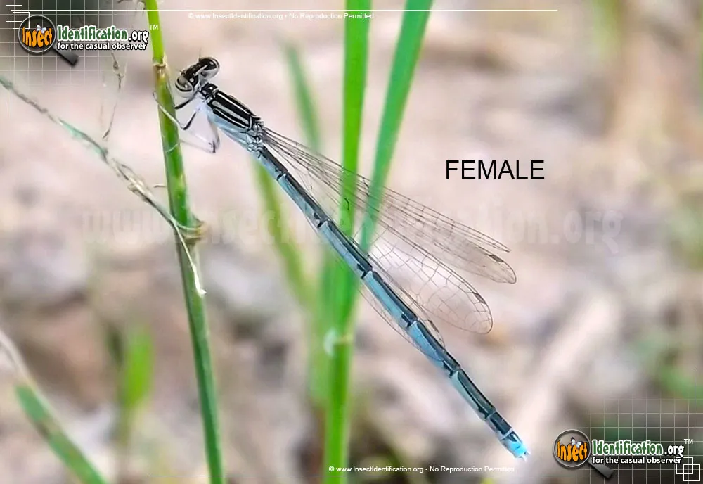 Double-striped Bluet - photo 4