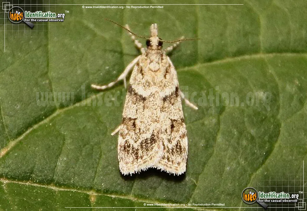 Double-striped Scoparia Moth