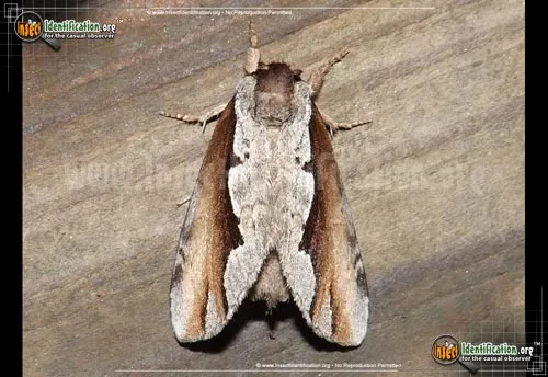 Double-toothed Prominent - photo 2